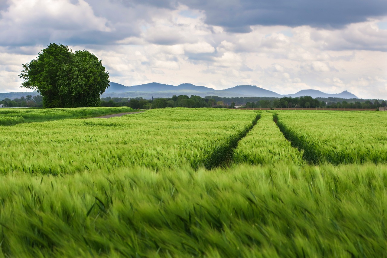 Did you know that green driving could save you money?